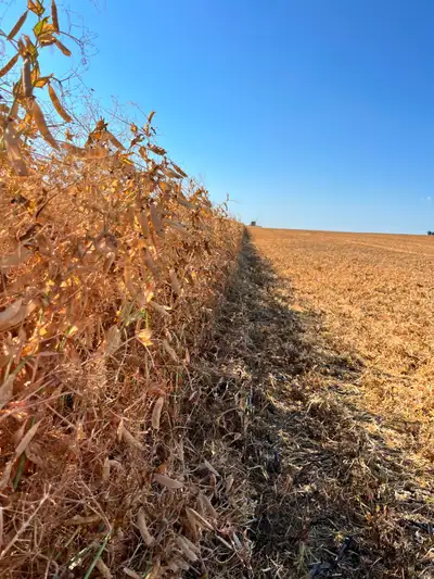 Yield is 106% of check variety Top performer in central Alberta regional variety trials Great standa...
