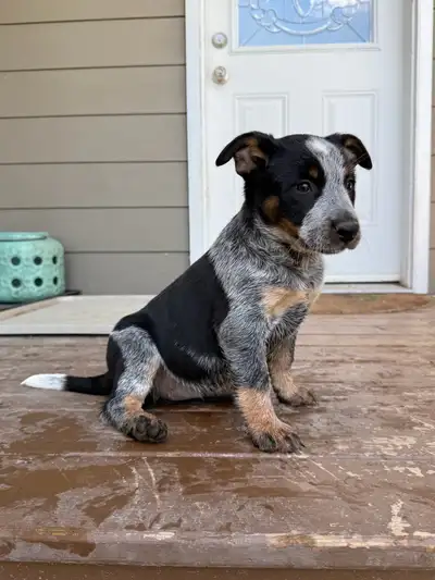 Blue Heeler Puppies, View more
