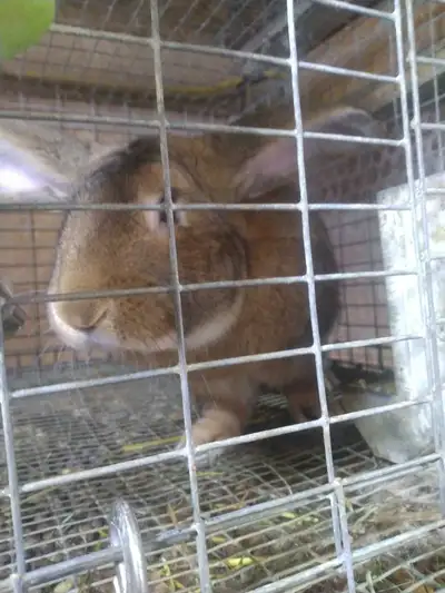 Selling a Flemish giant bunny approx 6 months old asking $200 each