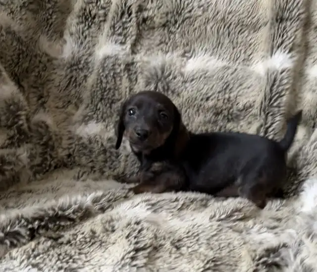 chihuahuax in Dogs & Puppies for Rehoming in Fredericton - Image 5