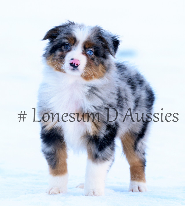 Toy & Mini Australian Shepherds & Aussilier Puppies Available in Dogs & Puppies for Rehoming in Winnipeg