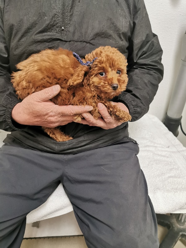Mini toy poodle puppy Dogs & Puppies for Rehoming Edmonton Kijiji