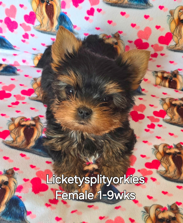 Exceptional Little Doll Faced Yorkie in Dogs & Puppies for Rehoming in Prince George - Image 3