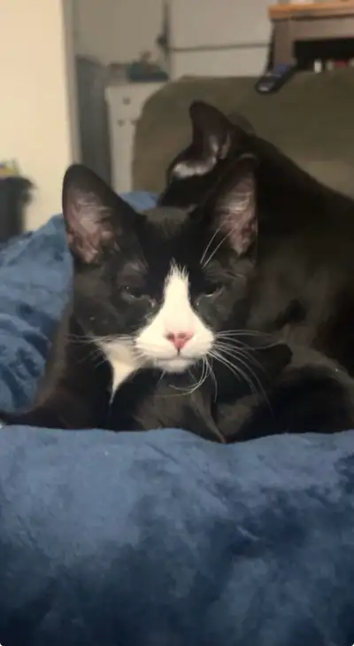 Cats for sale, View more
