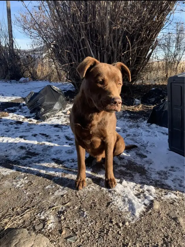 Lost Doggy  Needs to get Home!!!!! Asap!!!! in Lost & Found in Edmonton - Image 3