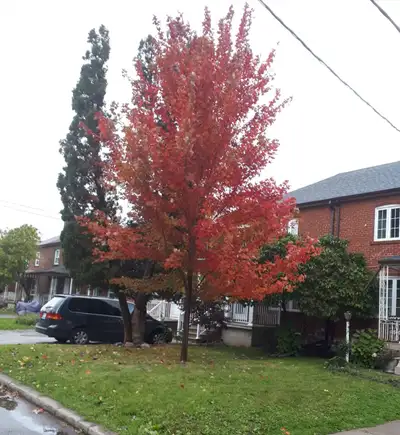 Furnished rooms in Toronto $ 575 - $750