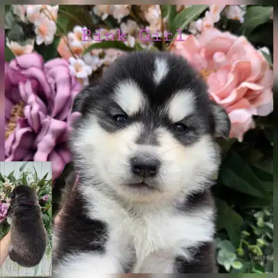 Siberian Husky Puppies, View more