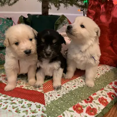 F1 Beautiful Puppies GoldRetriever x Great Pyrenees Family puppy, View more