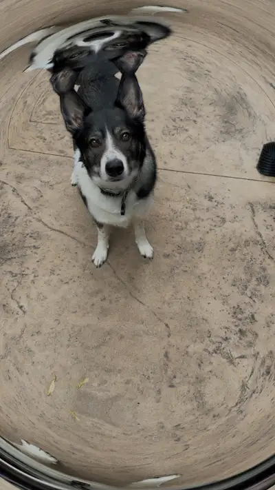 Shepski for rehoming, View more