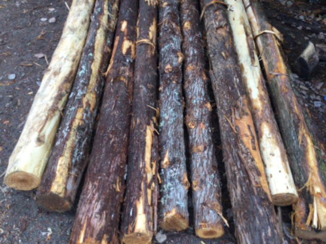 Cedar Logs in Other in Sudbury - Image 3