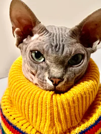 Chat sphynx mâle, View more