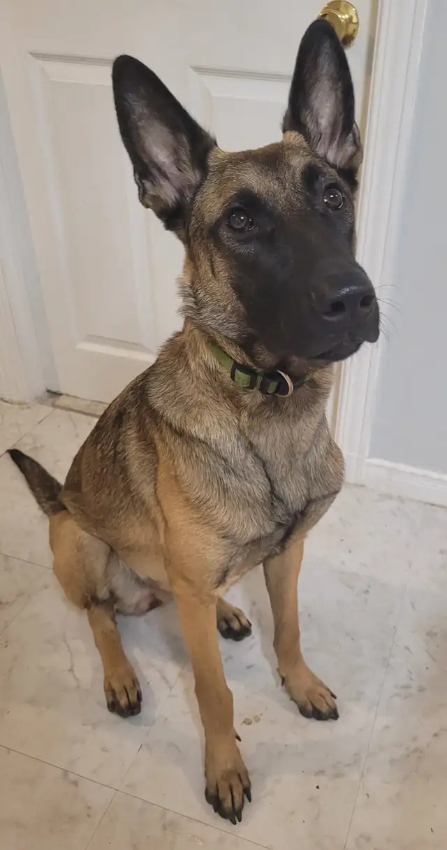 Urgent dog rehome in Dogs & Puppies for Rehoming in City of Toronto - Image 3
