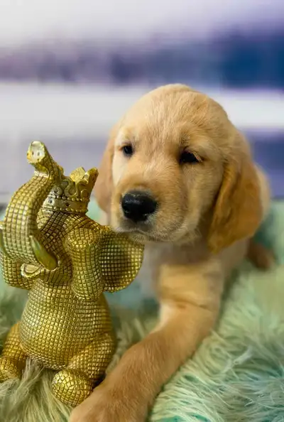 Golden Retriever Puppies, View more