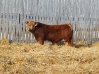 Black and red Simmental bulls