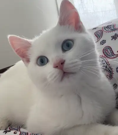 Adorables  chaton British Shirthair les yeux bleus., View more