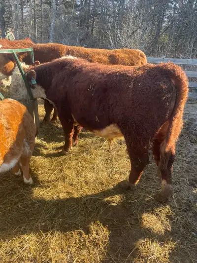 Hereford bull, View more