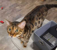 Male Bengal 