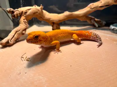 Leopard gecko with tank, View more