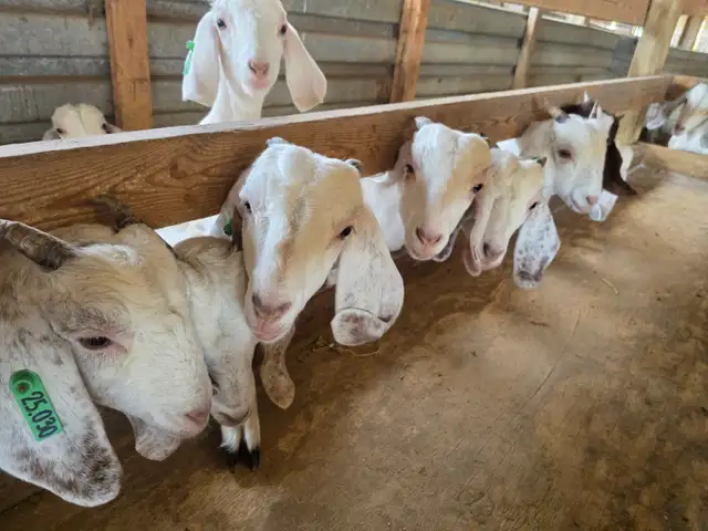 Premium Savannah Breeding Stock (Goat Doelings) For Sale in Livestock in Owen Sound - Image 3