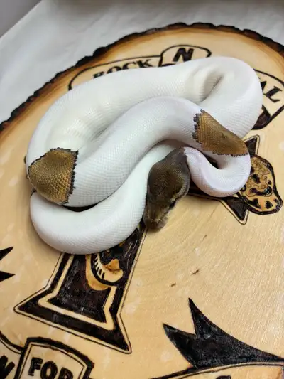 piebald Mojave ball python , View more