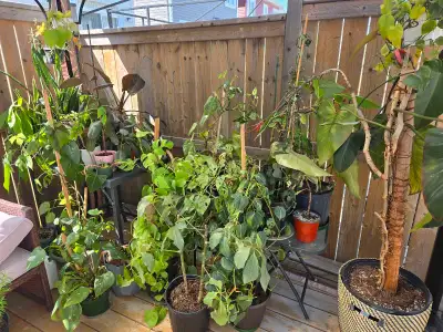 plants sale, View more