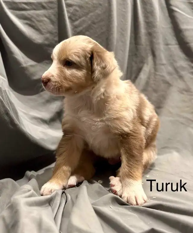 berger australien rouge merle in Dogs & Puppies for Rehoming in Longueuil / South Shore - Image 5