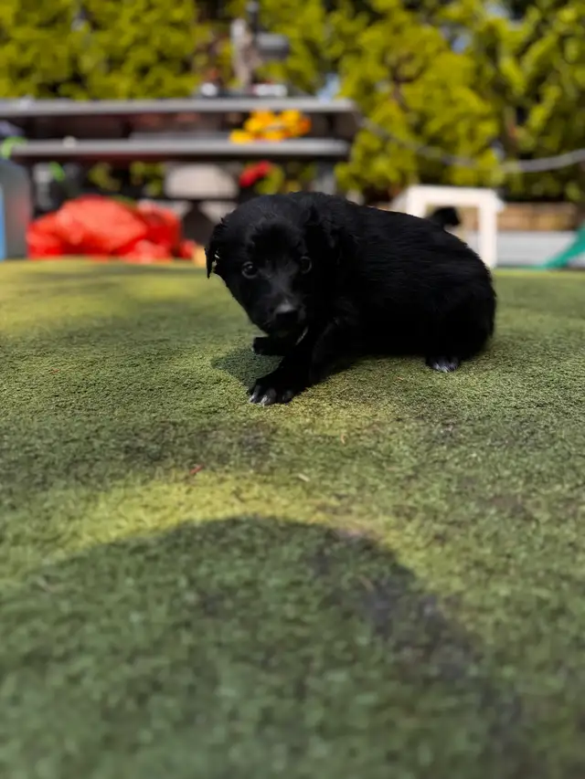 Sheltie/Portie Mix 7 Puppies READY IN 1 WEEK in Dogs & Puppies for Rehoming in City of Toronto - Image 9