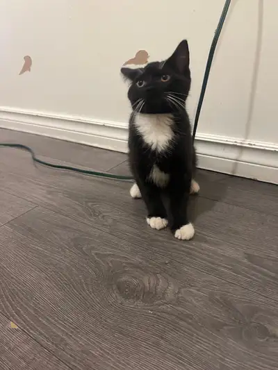 Adorable kittens looking for a new home, View more