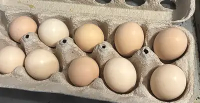 Silkie hatching eggs, View more