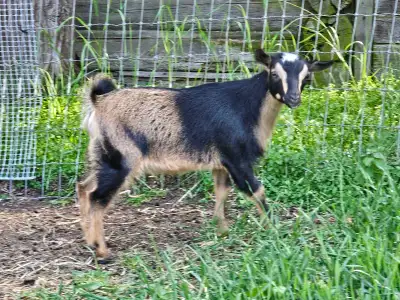 1 Registered ND Doeling left!, View more