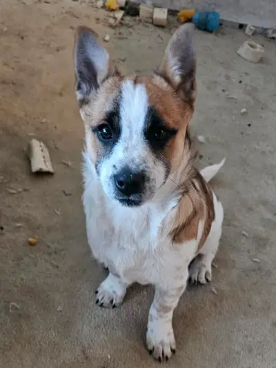 Small size dog, View more