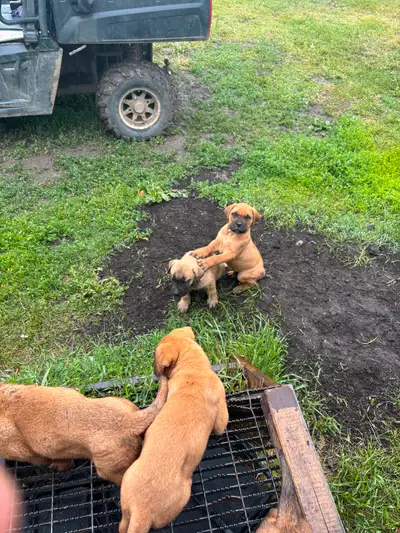 Bullmastiff Puppies for Sale, View more