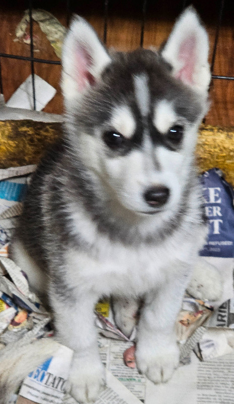 Siberian Husky Pups in Dogs & Puppies for Rehoming in Hamilton - Image 2