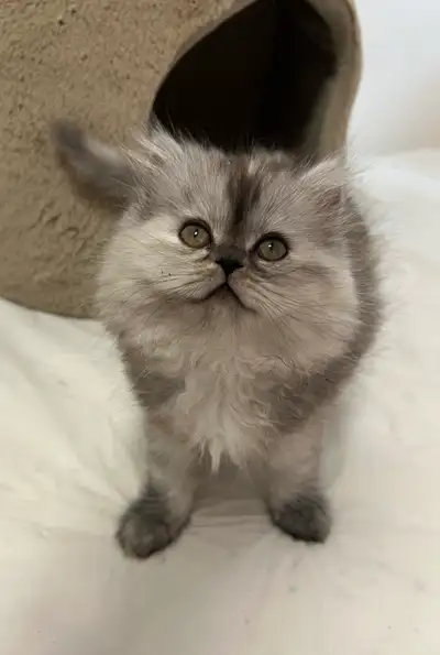 8 week female Persian/British Longhair kitten negotiable, View more