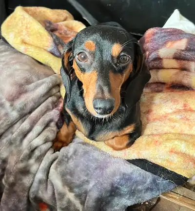 Minature dachshund puppies, View more