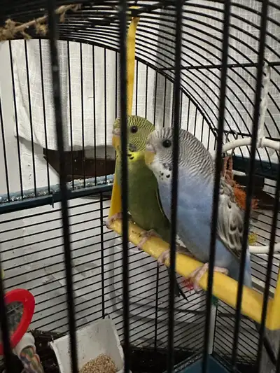 Budgies :), View more