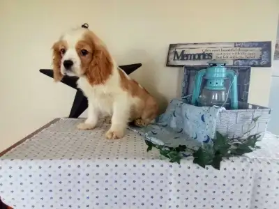 Cavalier x Cocker Spaniel ❤️, View more