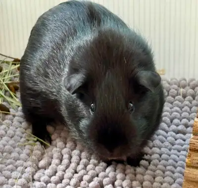 Guinea Pig Trio needs new home, View more