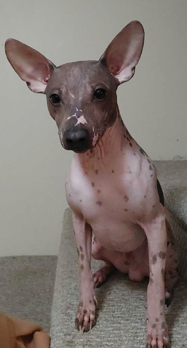  Hypoallergenic Hairless American terrier  in Dogs & Puppies for Rehoming in Delta/Surrey/Langley - Image 2
