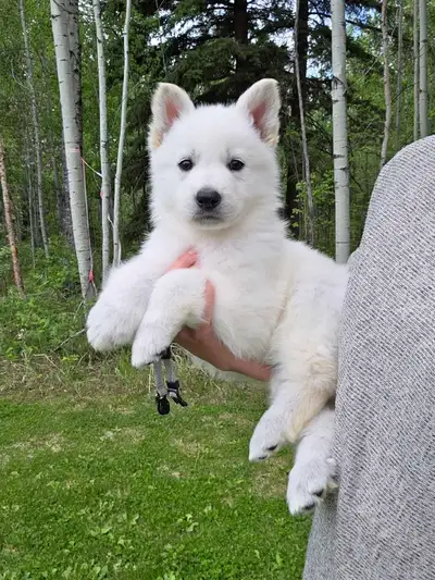 Registered White Shepherd Puppies, View more
