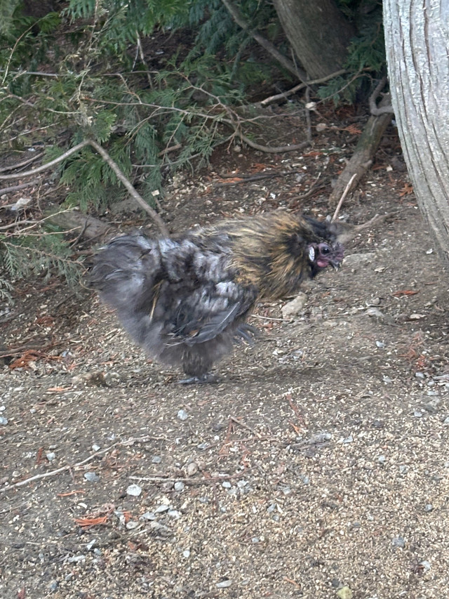 Silkie Roosters in Livestock in Vernon - Image 3