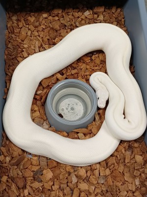 Breeder Female Ball Pythons Discounted in Reptiles & Amphibians for Rehoming in Mississauga / Peel Region - Image 4
