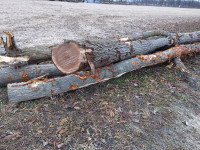 Tree logs for sale 