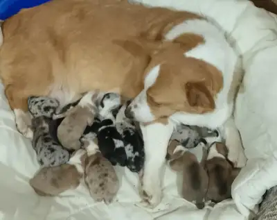 CORGI PUPPIES, View more