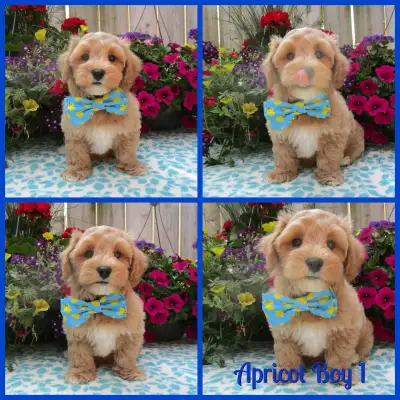 Adorable Maltipoo Pups looking for great homes! You will not find cuter, sweeter, happier or better...