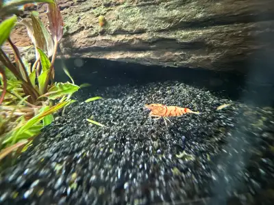 looking for Ramshorn or bladder snails, View more