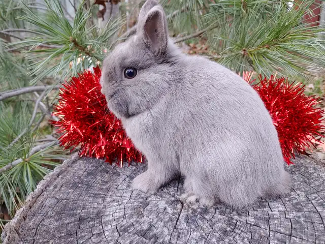 EXTRAORDINARY NETHERLAND DWARF, LIONHEAD, MINI REX, HOLLAND LOP in Small Animals for Rehoming in Ottawa - Image 9