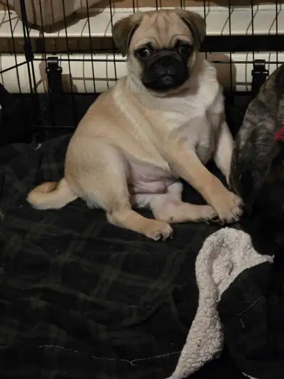 1 pugs baby boy left, View more