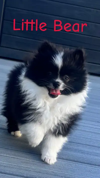 Pomeranian Puppies, View more