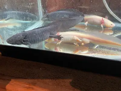 Need to find new home asap